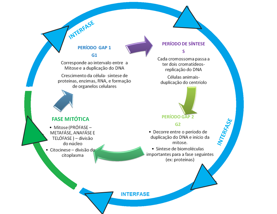 Diagrama do ciclo celular. fases do ciclo celular. ciclo de vida de uma  célula. síntese de dna e divisão celular.