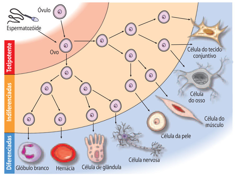 23: O destino celular (autorrenovação vs diferenciação) de uma célula