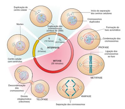 Divisão Celular - Algo Sobre