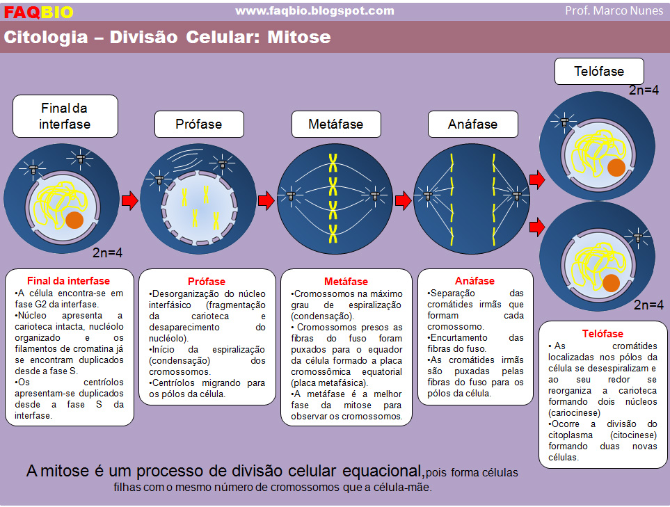 Diagrama do ciclo celular. fases do ciclo celular. ciclo de vida de uma  célula. síntese de dna e divisão celular.