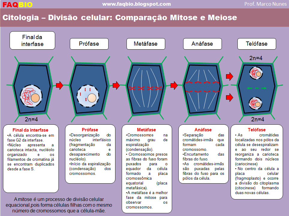 Mitose - quando uma célula se divide em duas