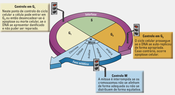 Ciclo celular: fases, divisão e controle