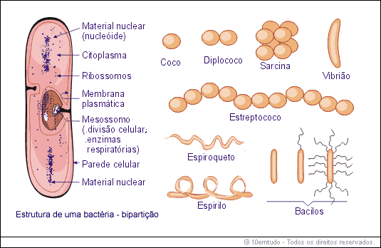 biologia monera